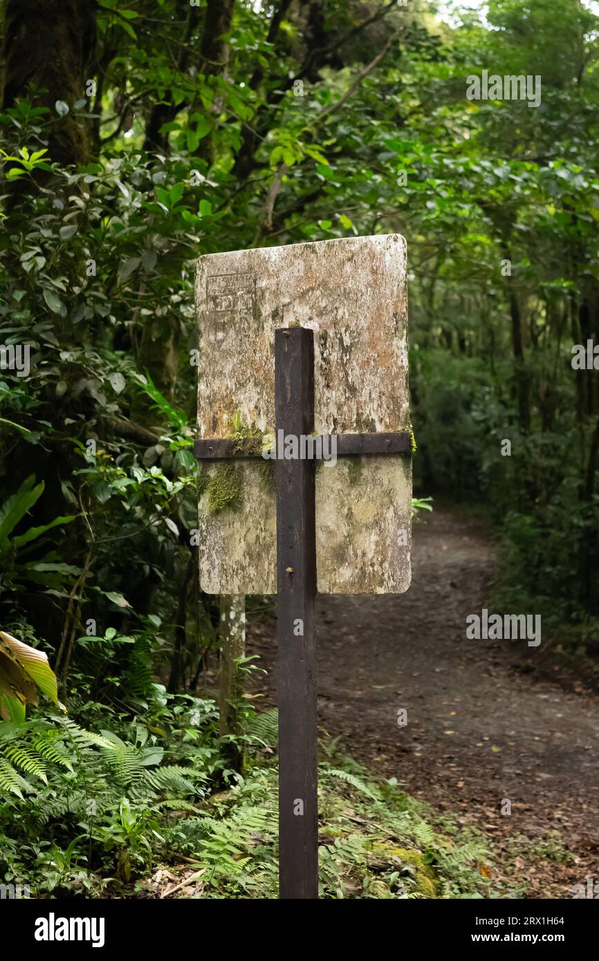 Nature within the fog in Monte Verde cloud forest Stock Photo