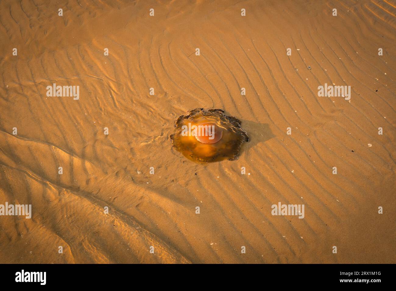 Jellyfish in the Adriatic Sea near the shore in shallow water. Stock Photo