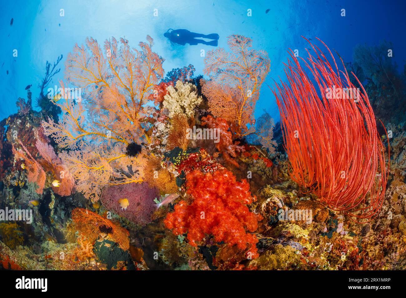 Scuba Diver diving colorful reef in Indonesia, Bali,Menjangan Stock Photo