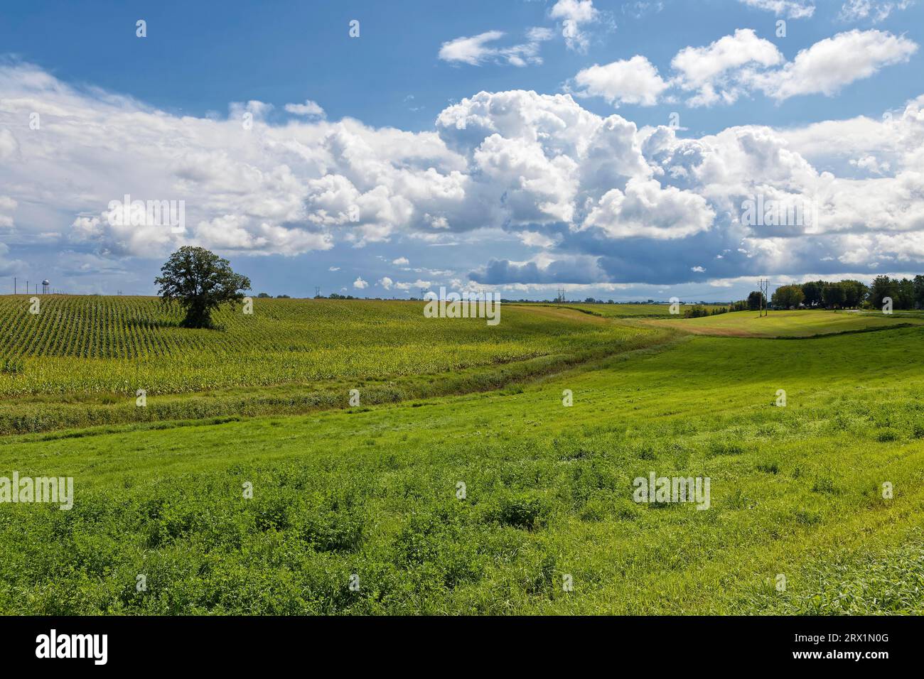 Agriculture, corn field, farmland, Province of Quebec, Canada Stock Photo