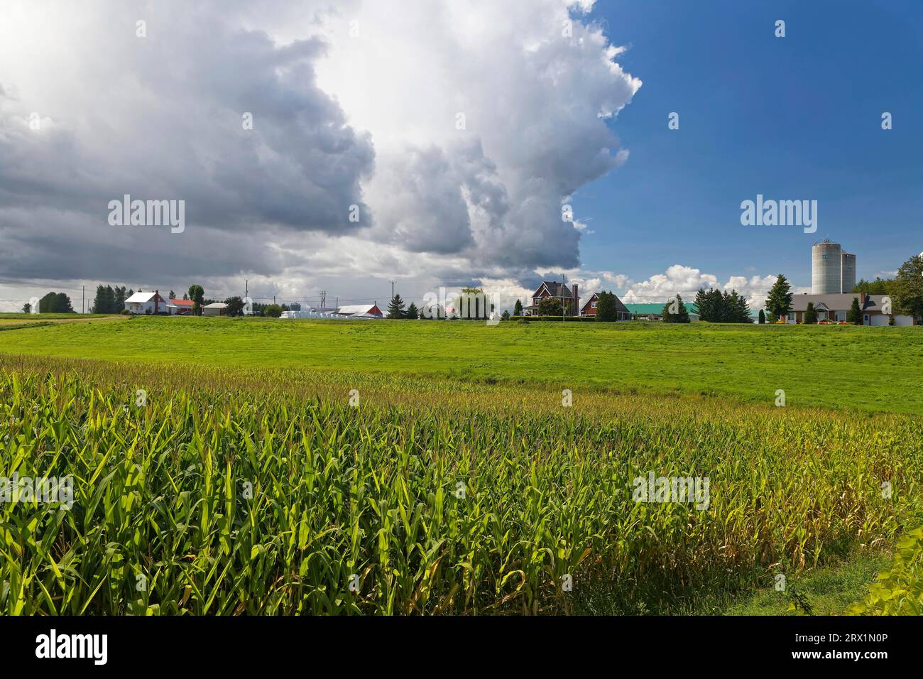 Agriculture, buildings, corn field, farmland, Province of Quebec, Canada Stock Photo