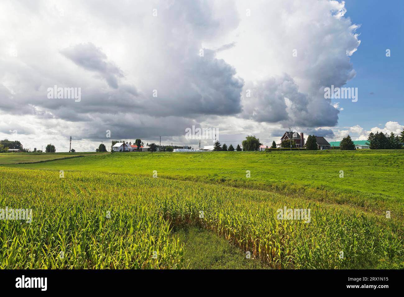 Agriculture, buildings, corn field, farmland, Province of Quebec, Canada Stock Photo