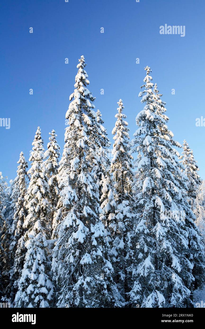 Finnish spruce hi-res stock photography and images - Alamy