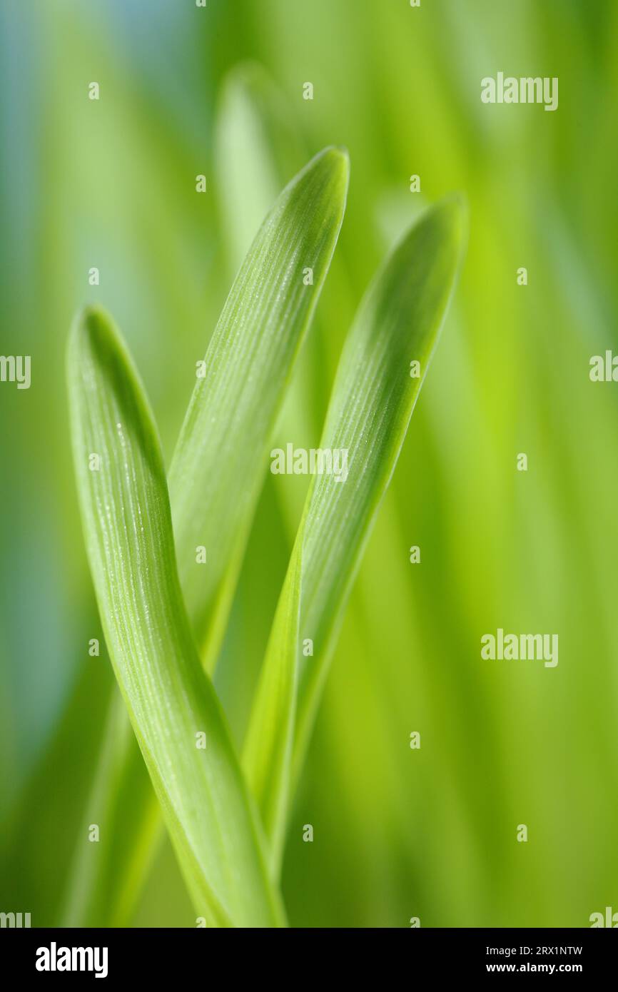 Closeup of barley seedlings. Short depth-of-field Stock Photo