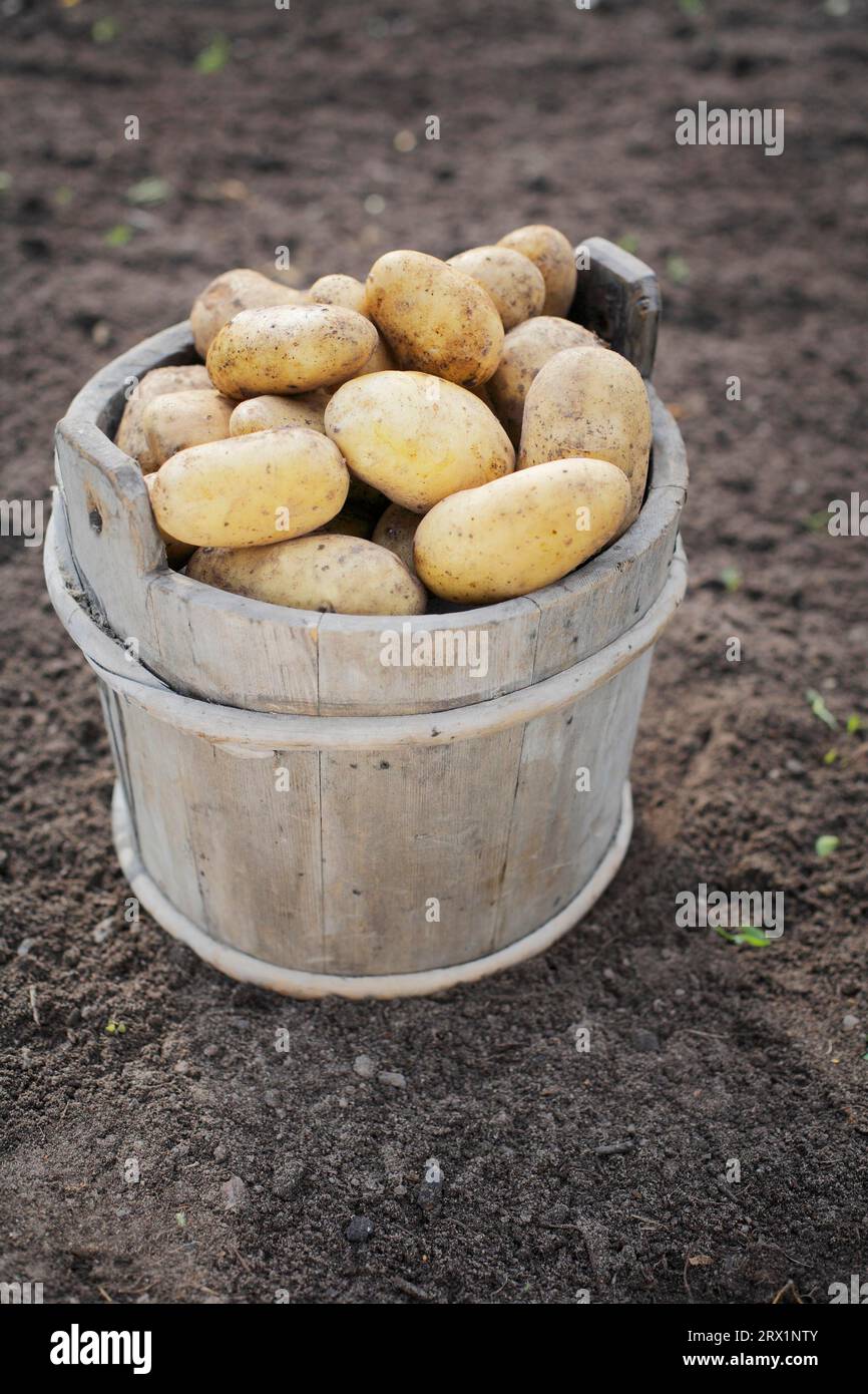 Harvested and dirty potatoes in an old wooden bucket Stock Photo