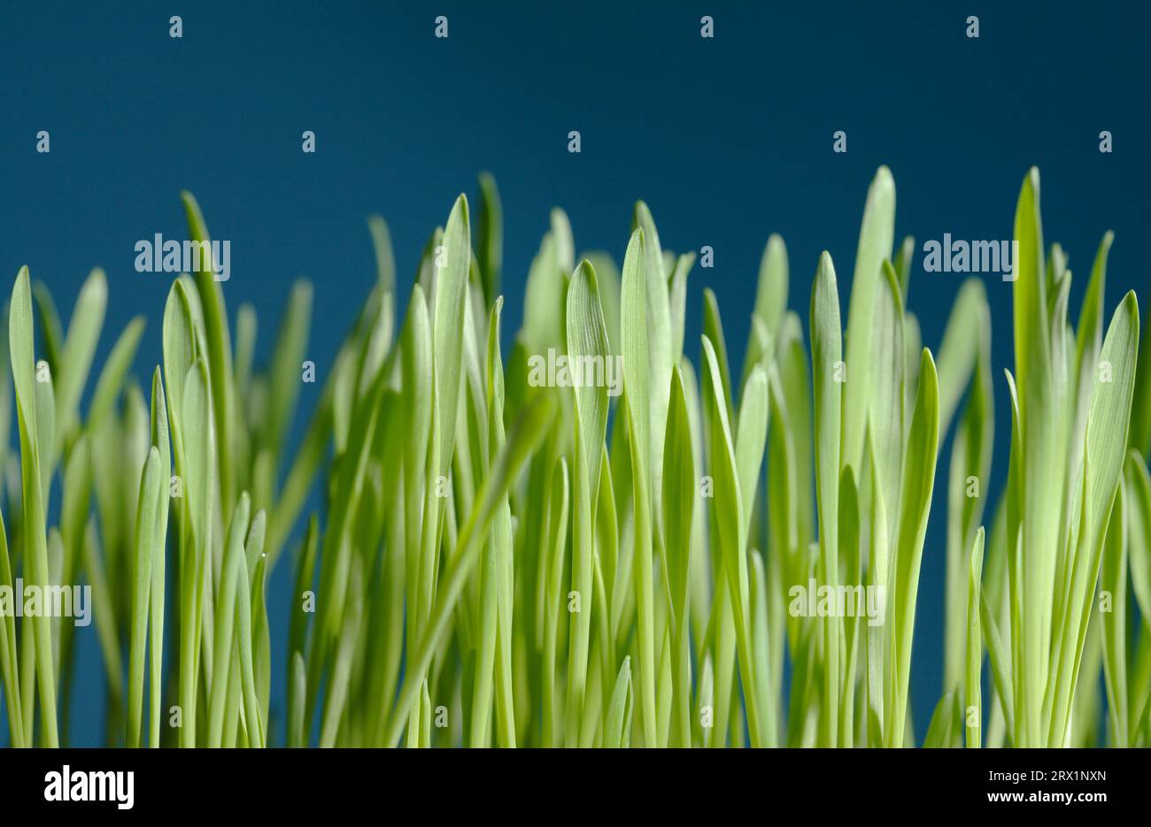 Young barley seedlings against blue background Stock Photo