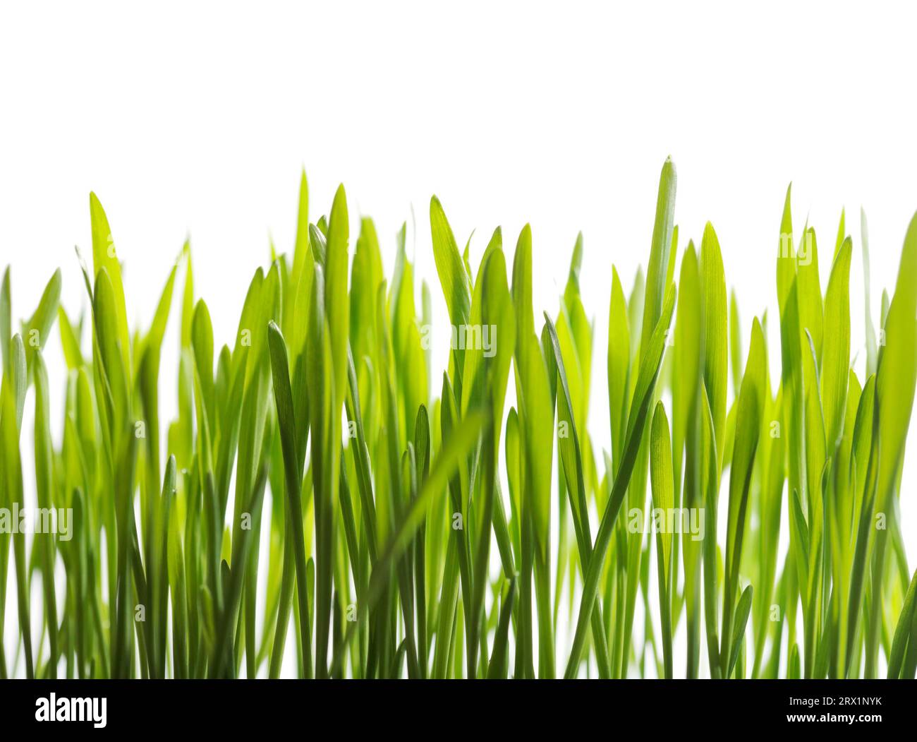 Small green barley seedlings growing Stock Photo