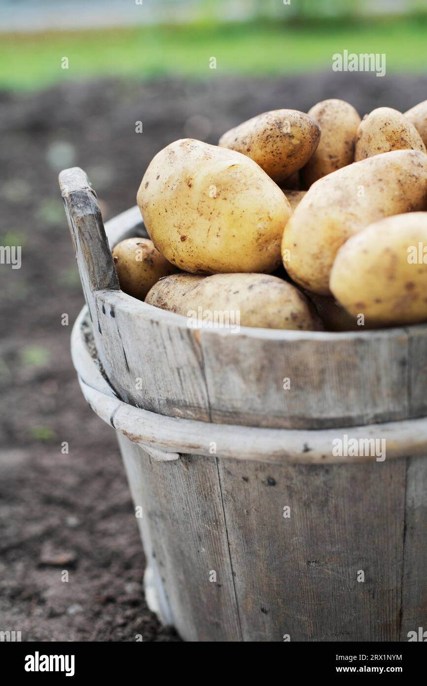 Harvested potatoes in an old wooden bucket Stock Photo