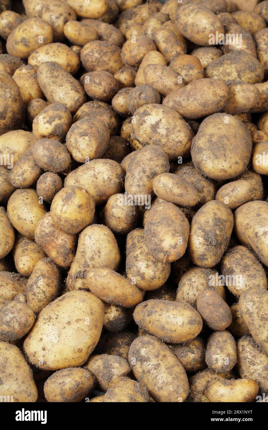 Harvested potatoes with dirt on them Stock Photo