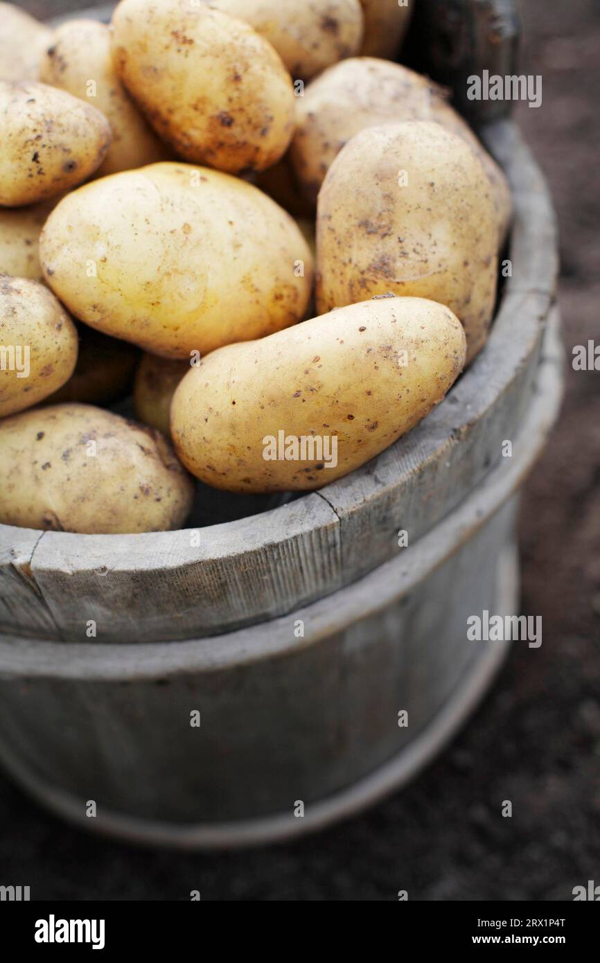 Harvested potatoes in an old wooden bucket. Short depth-of-field Stock Photo