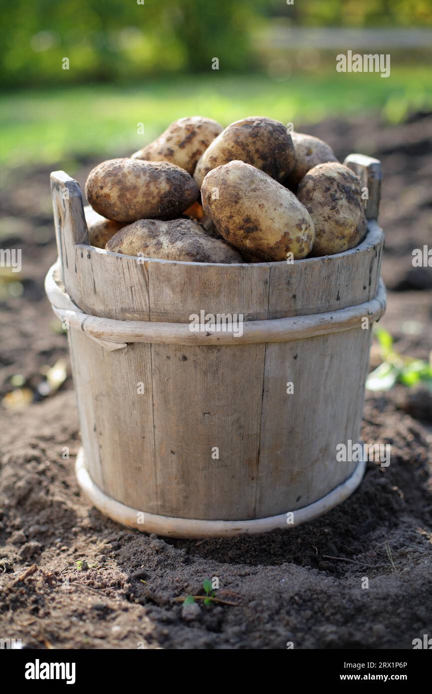 Harvested potatoes in a wooden bucket Stock Photo
