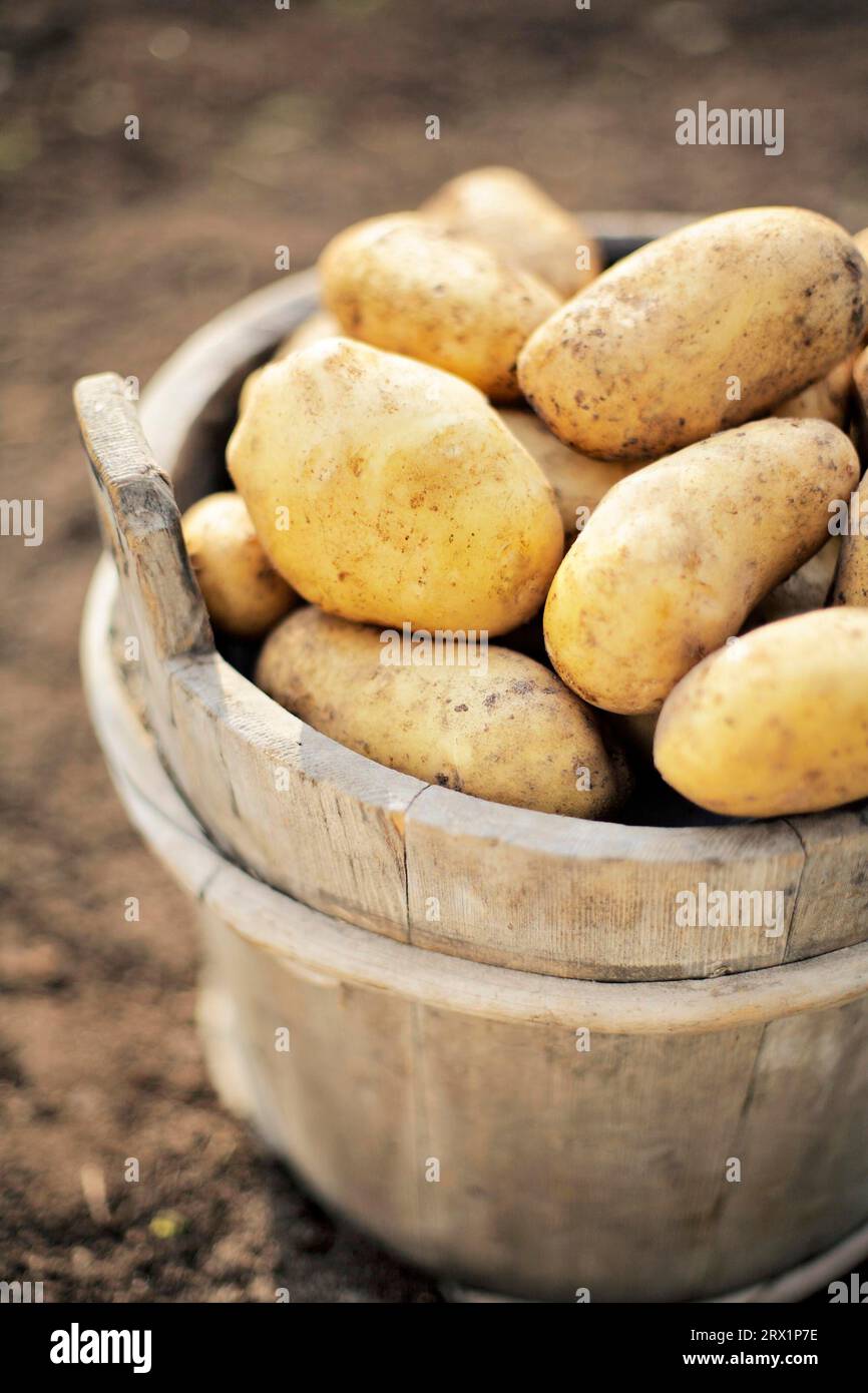 Harvested potatoes in an old wooden bucket. Very short depth-of-field Stock Photo
