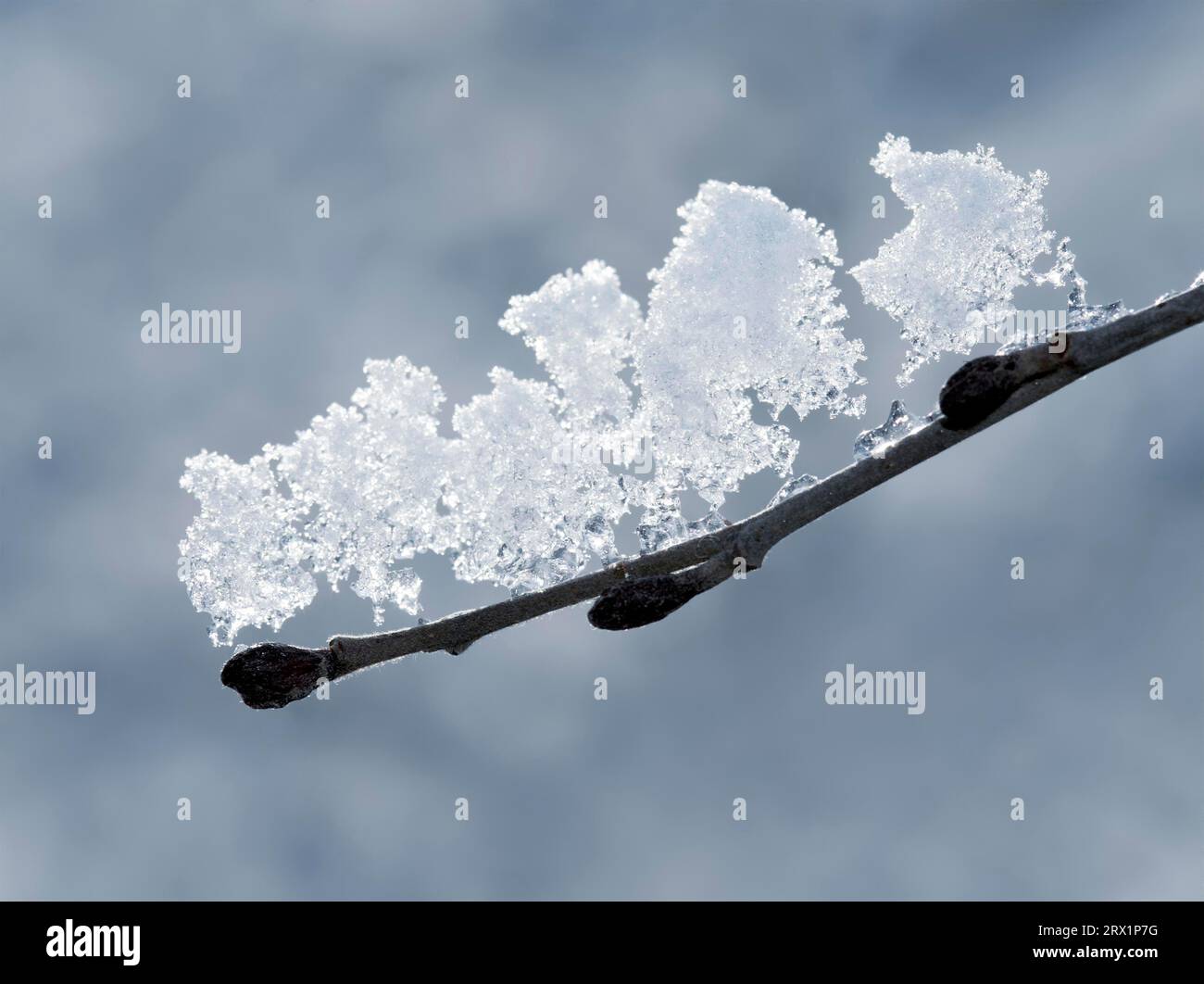 Snow melting on a branch hi-res stock photography and images - Alamy