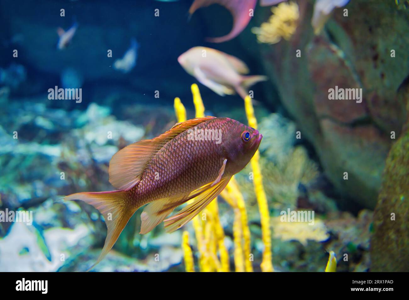 Anthias anthias, the swallowtail sea perch or marine goldfish, is a species of marine ray-finned fish from the grouper and sea bass family Serranidae Stock Photo