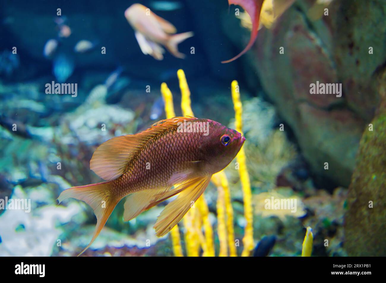 Anthias anthias, the swallowtail sea perch or marine goldfish, is a species of marine ray-finned fish from the grouper and sea bass family Serranidae Stock Photo