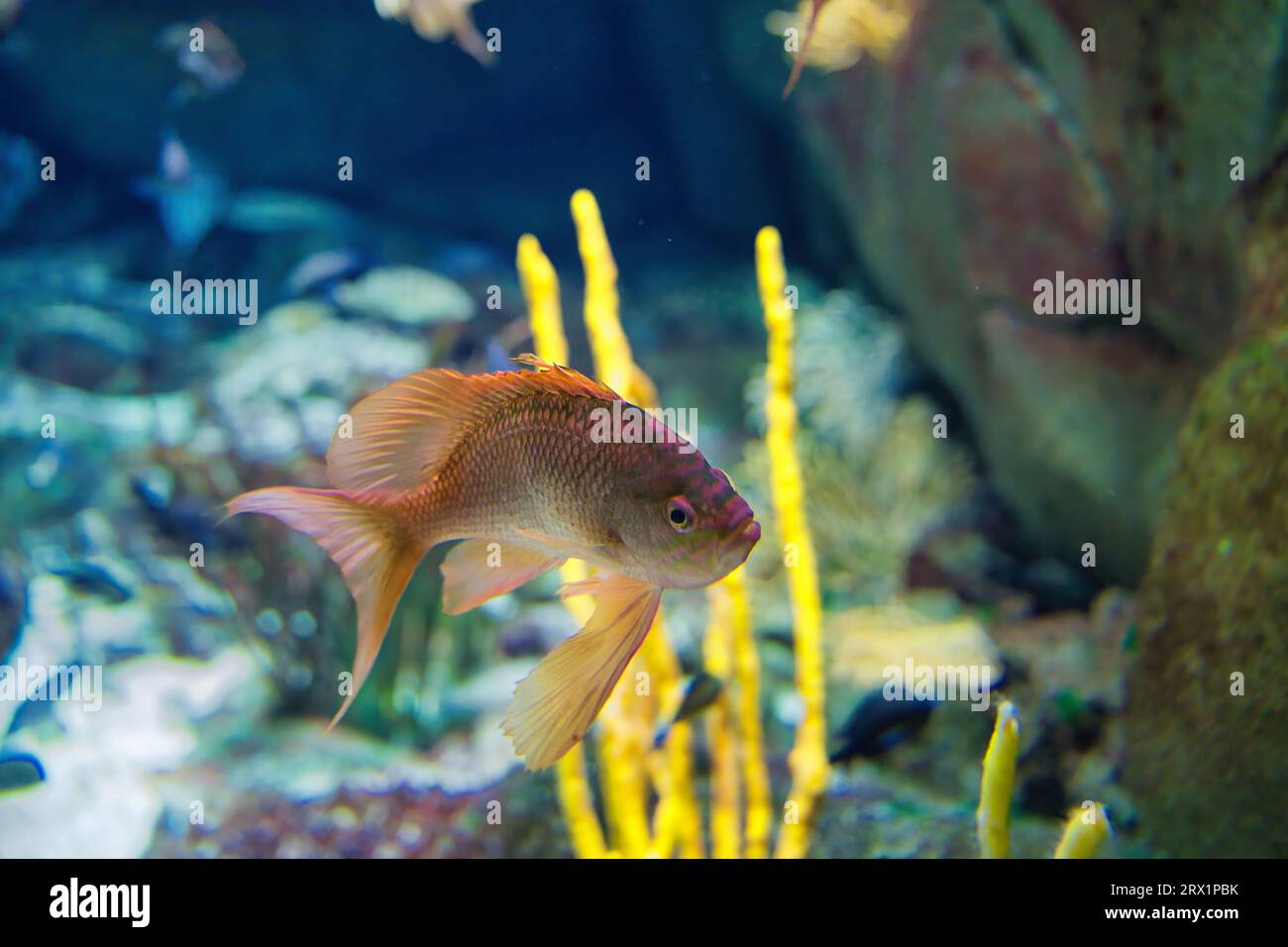 Anthias anthias, the swallowtail sea perch or marine goldfish, is a species of marine ray-finned fish from the grouper and sea bass family Serranidae Stock Photo