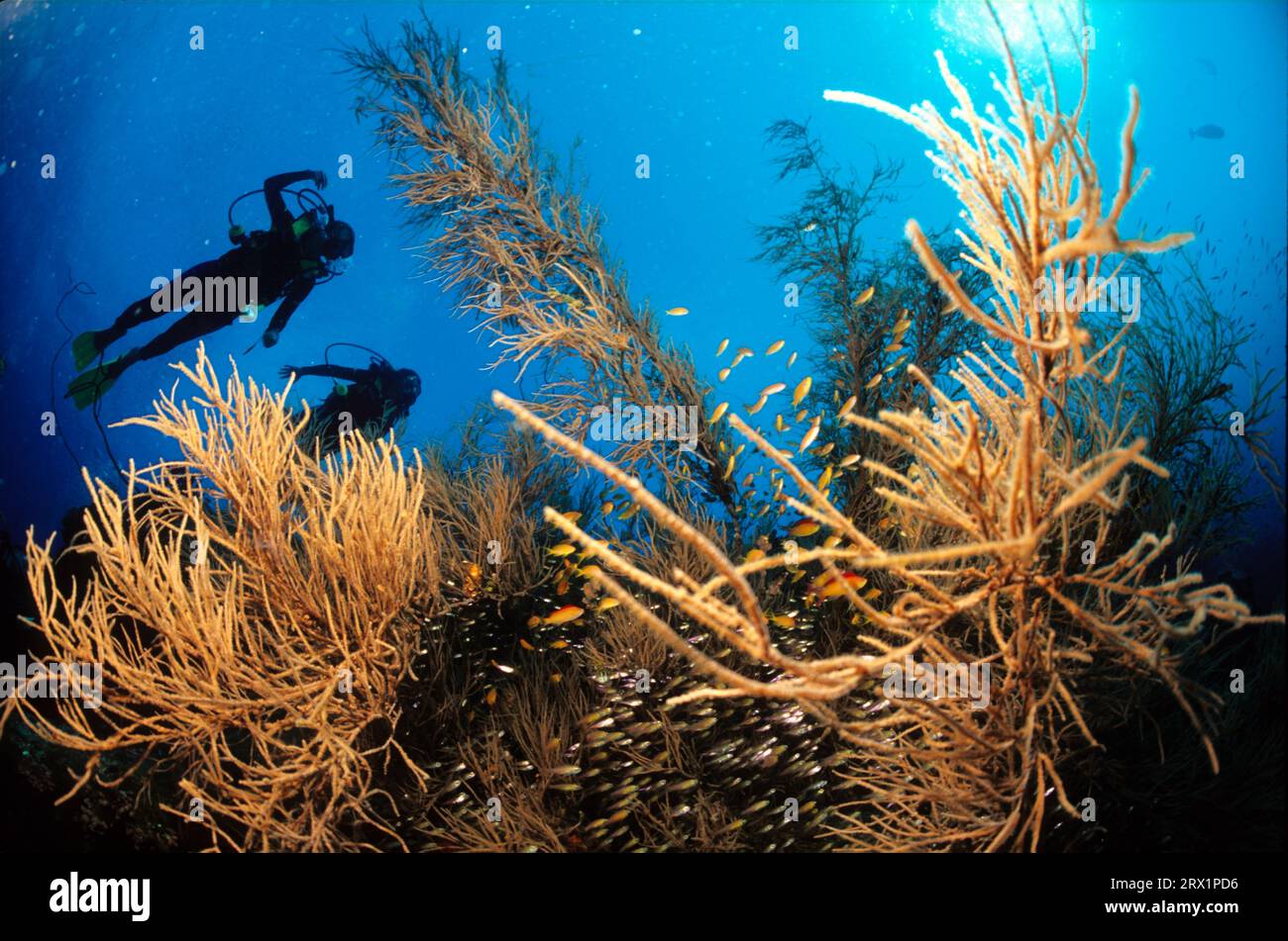 Scuba diver maldives, scuba diver maldives Stock Photo - Alamy