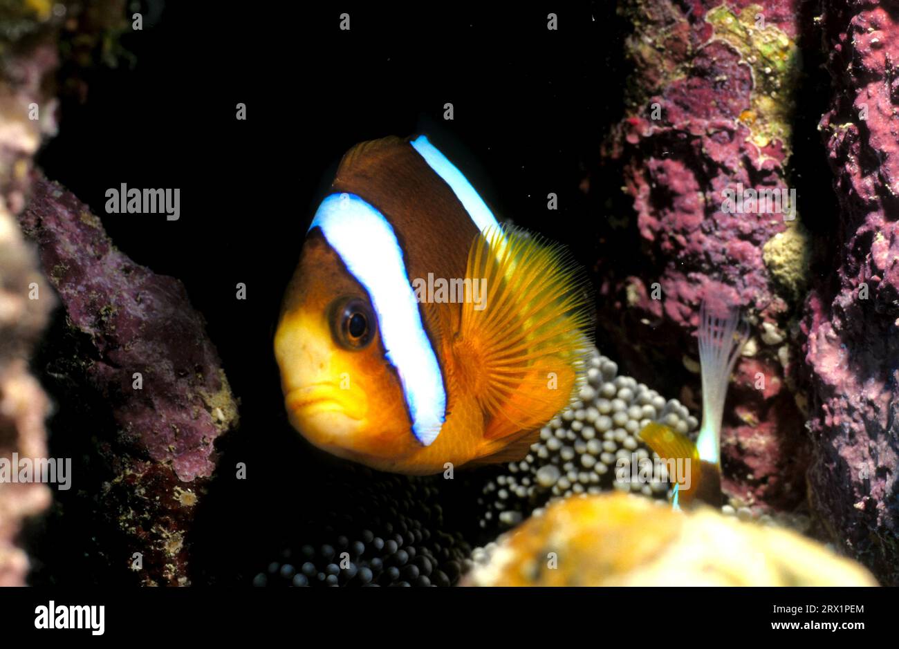 Fish science australia hi-res stock photography and images - Alamy