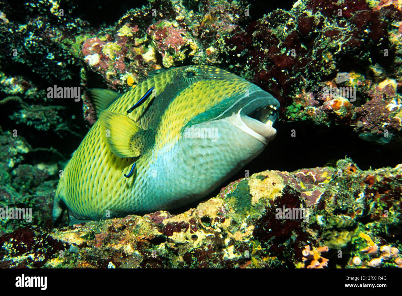 Green giant triggerfish gets cleaned by cleaner wrasses, Kuredu, Maldives, Lhaviyani Atoll Stock Photo