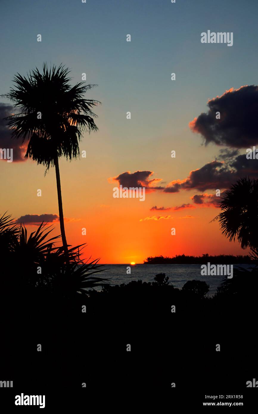 Palm trees silhouetted in the sunset, Cayo Largo Cuba Stock Photo