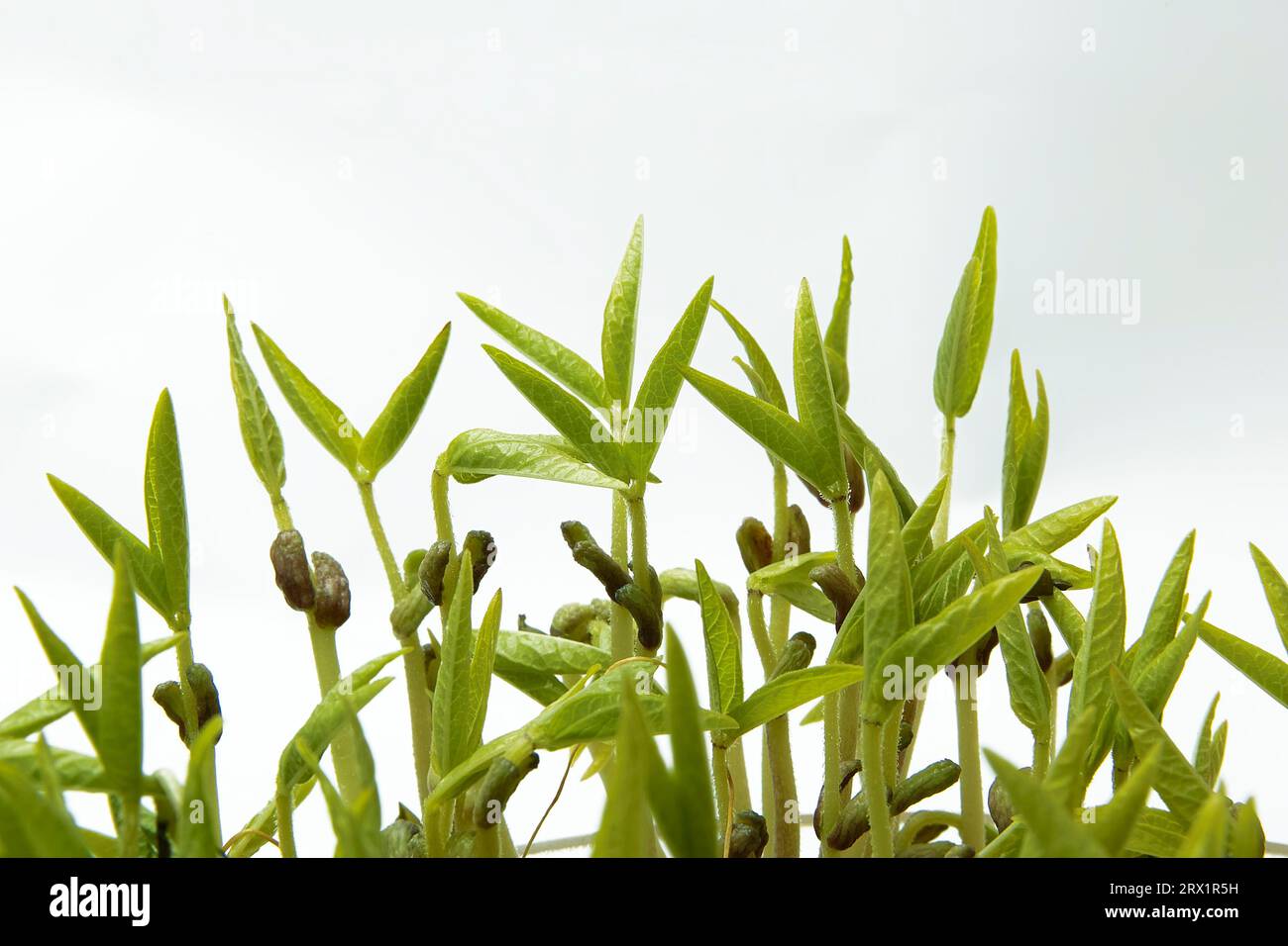 Mung bean seedlings hi-res stock photography and images - Alamy
