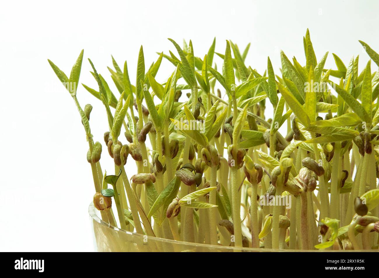 Mung bean seedlings Stock Photo