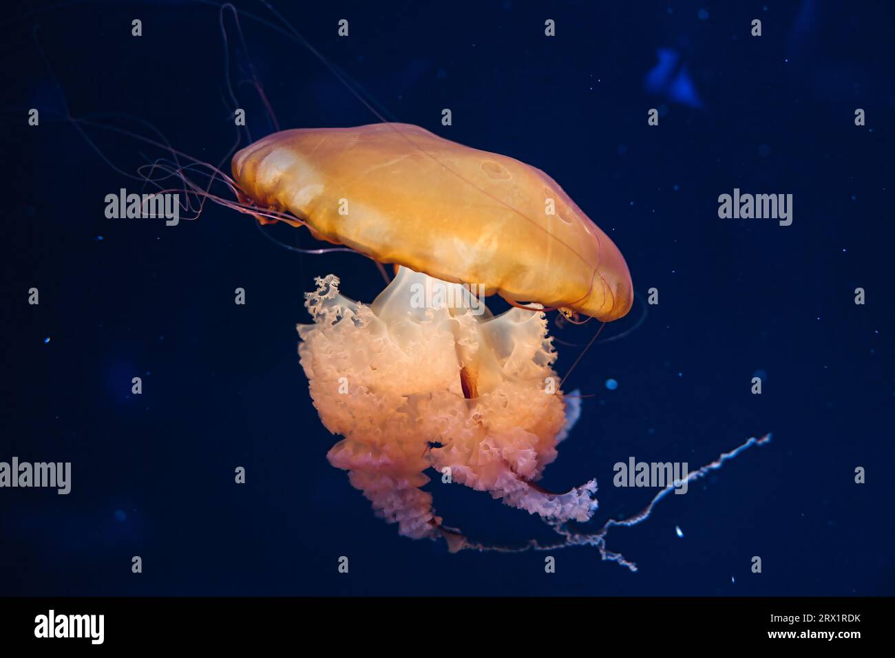 Chrysaora hysoscella, the compass jellyfish, is a common species of