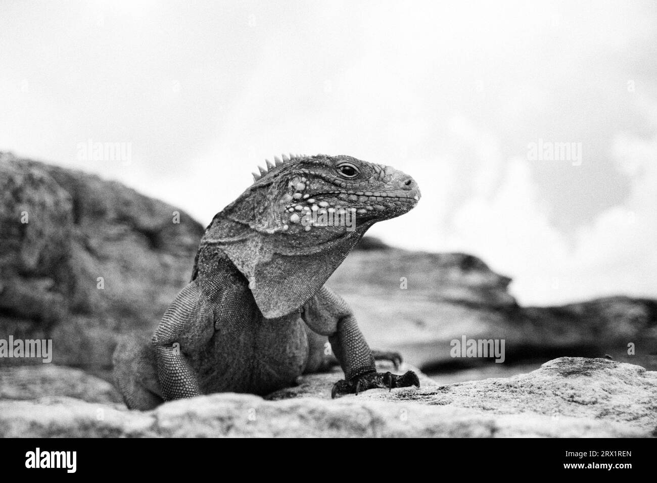 Belted-tailed Iguana, Cayo Largo Cuba, black and white Stock Photo