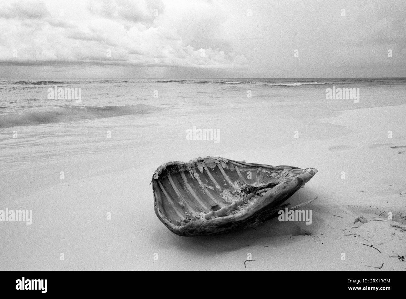 Shell of a sea turtle found on the beach of Cayo Largo Cuba Stock Photo