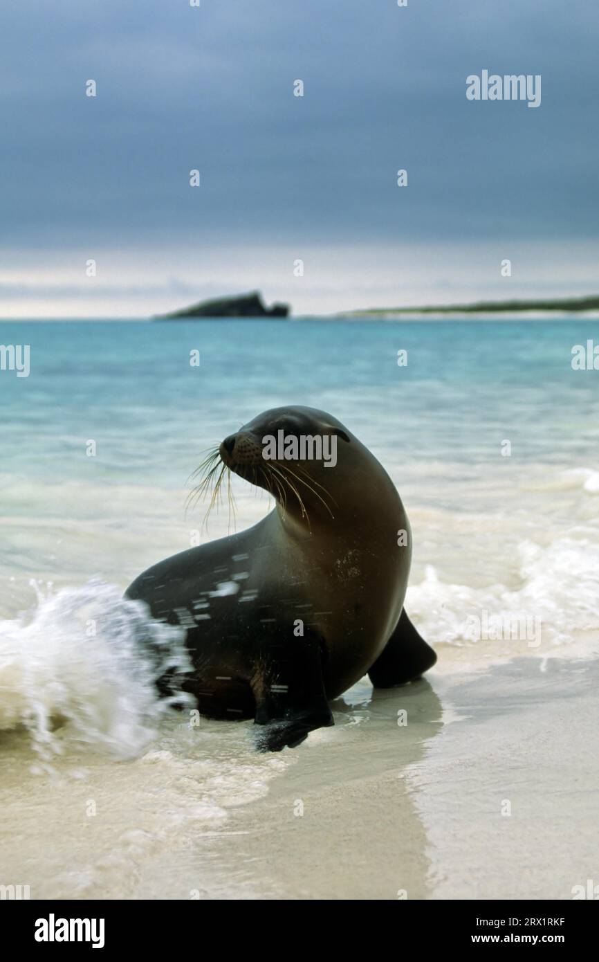 Galapagos national park sea lion hi-res stock photography and images ...
