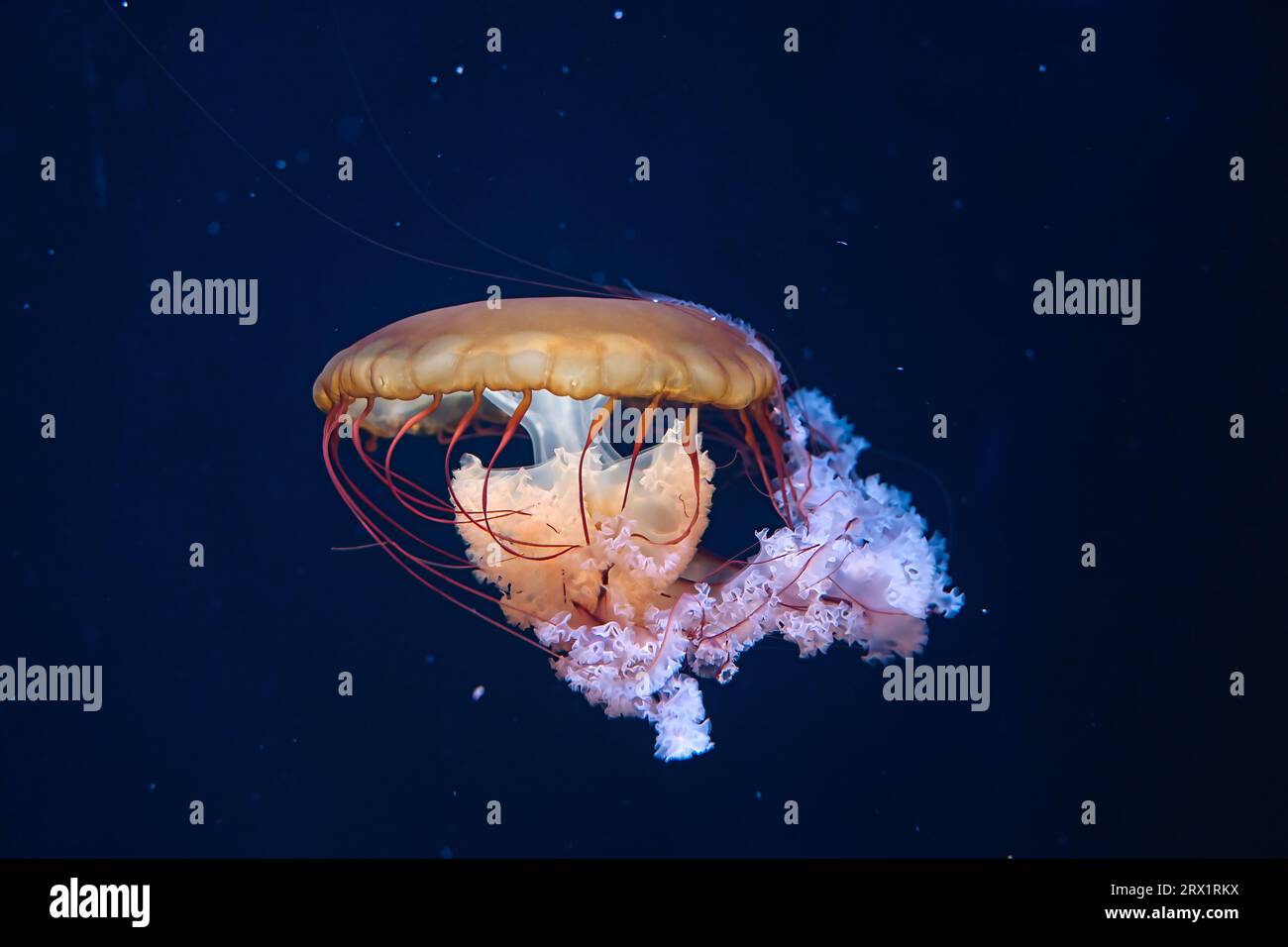 Chrysaora hysoscella, the compass jellyfish, is a common species of jellyfish that inhabits coastal waters in temperate regions of the northeastern Stock Photo