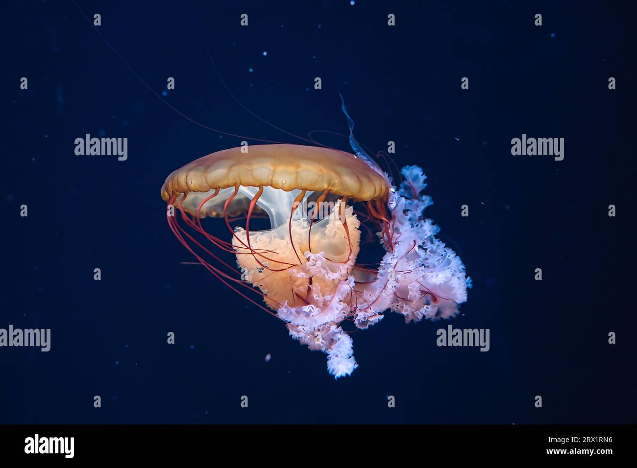 Chrysaora hysoscella, the compass jellyfish, is a common species of jellyfish that inhabits coastal waters in temperate regions of the northeastern Stock Photo