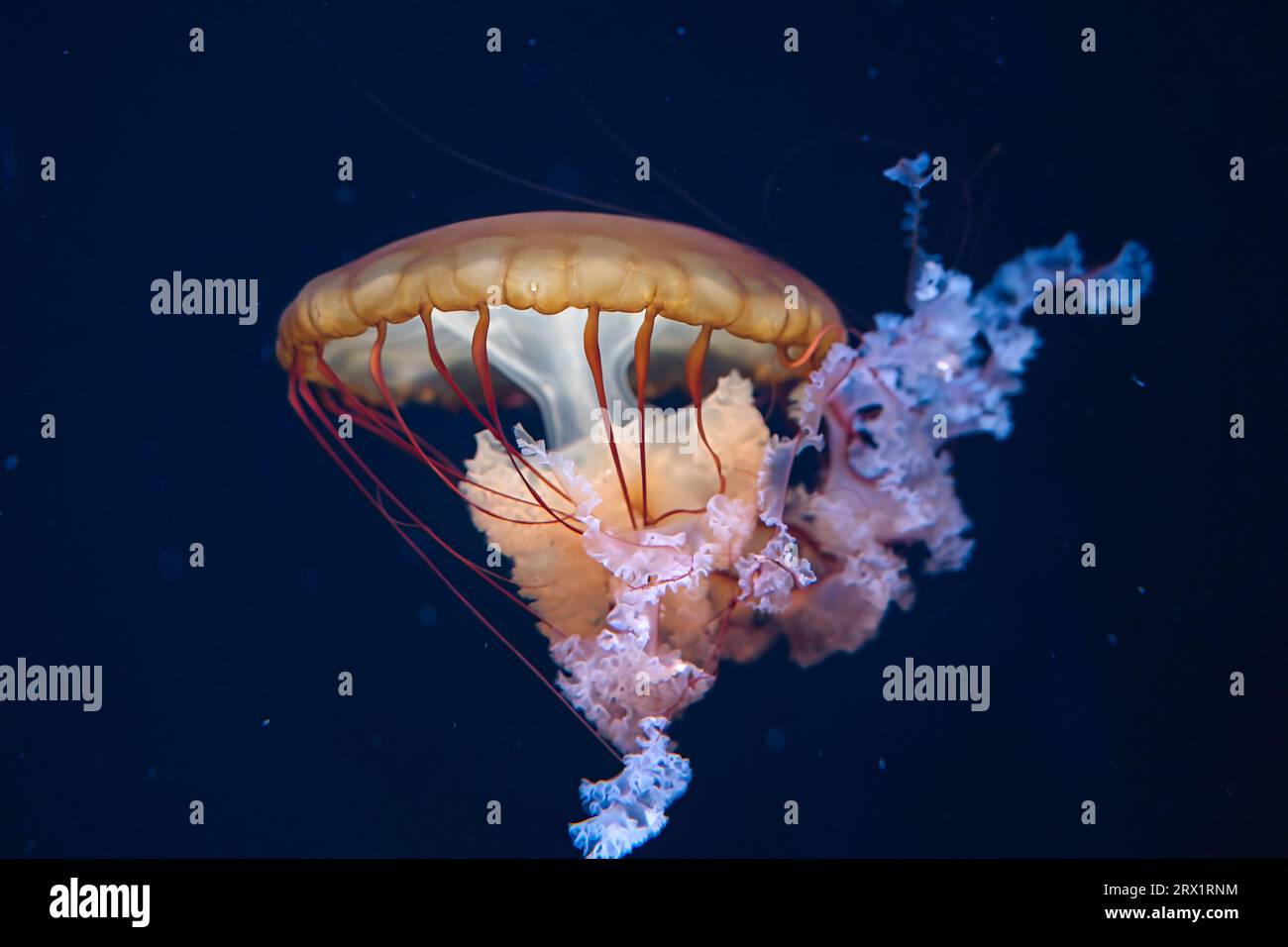 Chrysaora hysoscella, the compass jellyfish, is a common species of