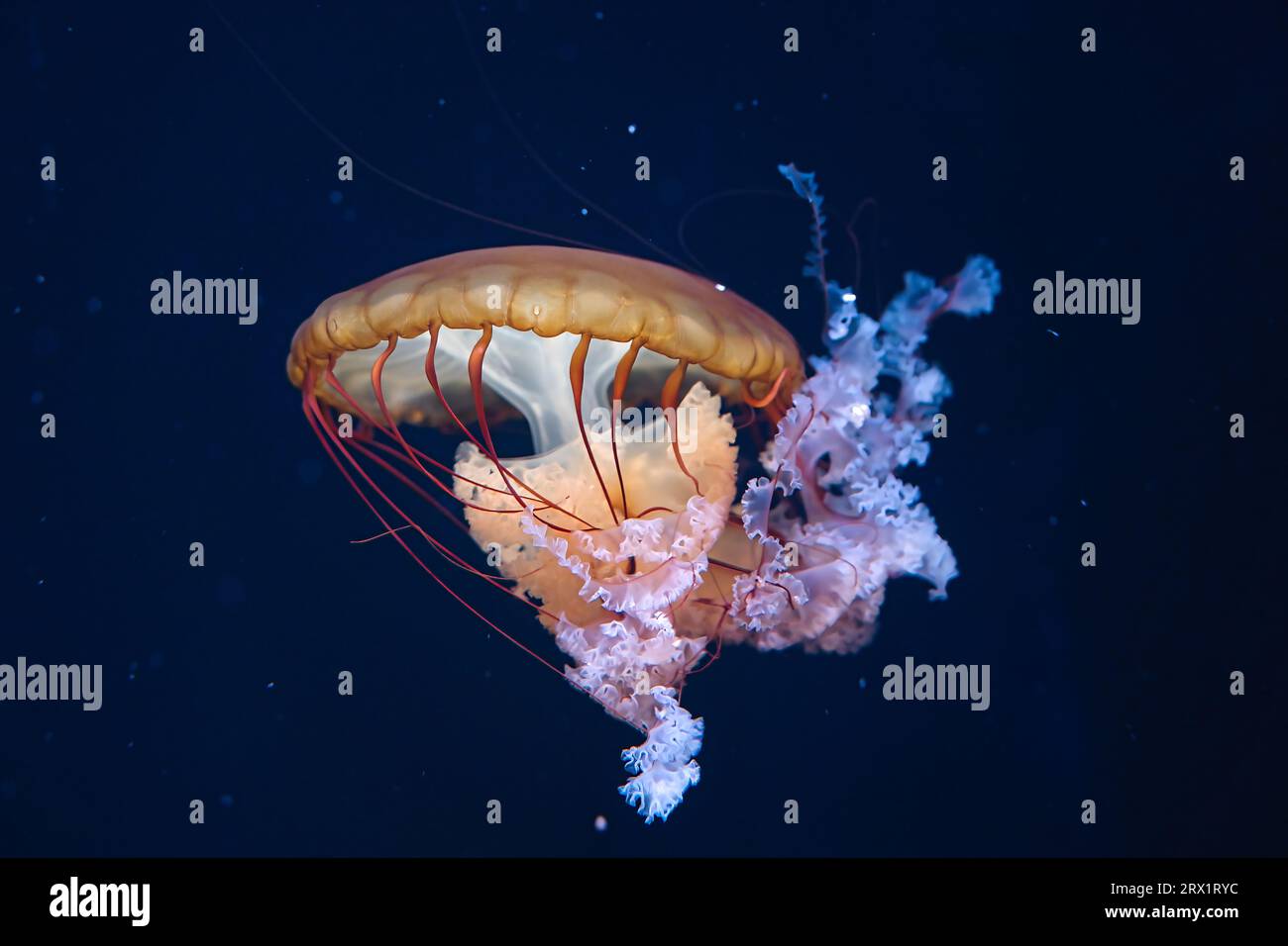 Chrysaora hysoscella, the compass jellyfish, is a common species of