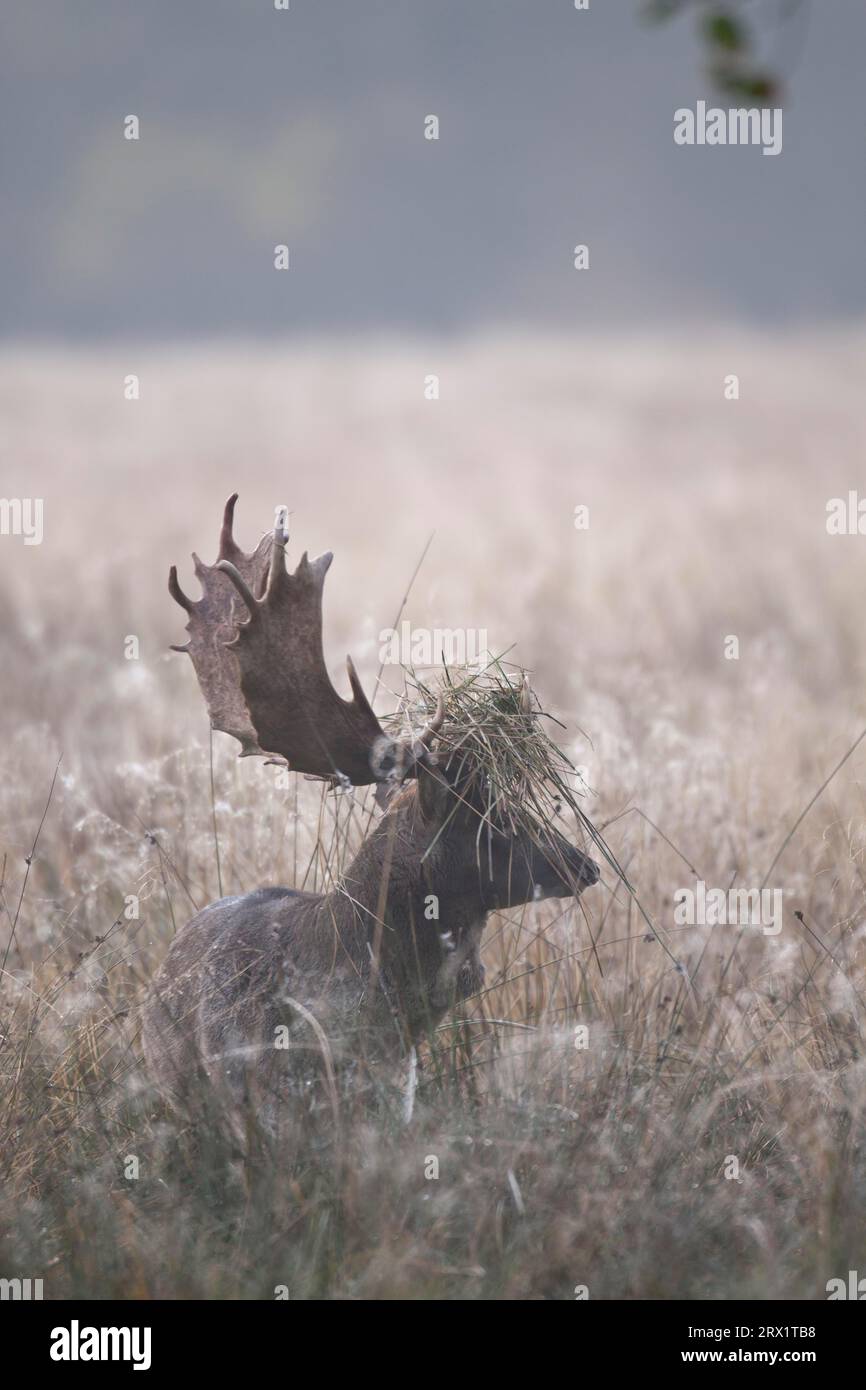 Fallow Deer (Dama dama), the rutting call is called groaning and what ...