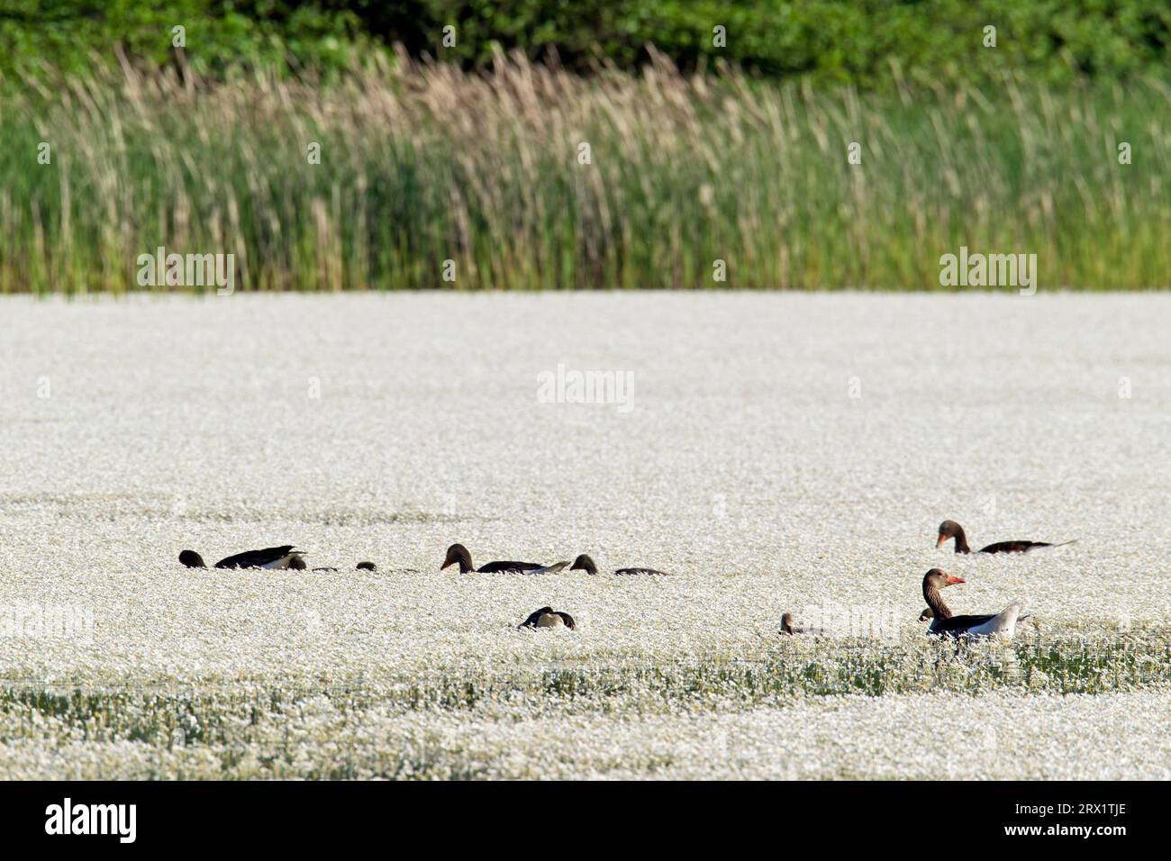 Greylag Goose, the young stay with their parents as a family group for some months (Photo) (Greylag Geese (Anser anser) with young between Pond Stock Photo