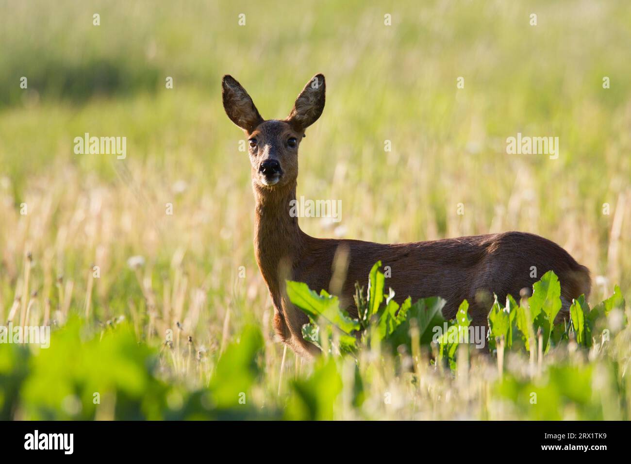 European roe deer (Capreolus capreolus) (Roe Deer), Roe Deer doe browse on a meadow with Dandelion (European Roe Deer) (Western Roe Deer) officinale Stock Photo
