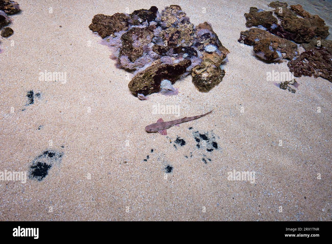 small-spotted cat shark, also known as the sandy dogfish, lesser-spotted dogfish, rough-hound or morgay, is a catshark of the family Scyliorhinidae Stock Photo