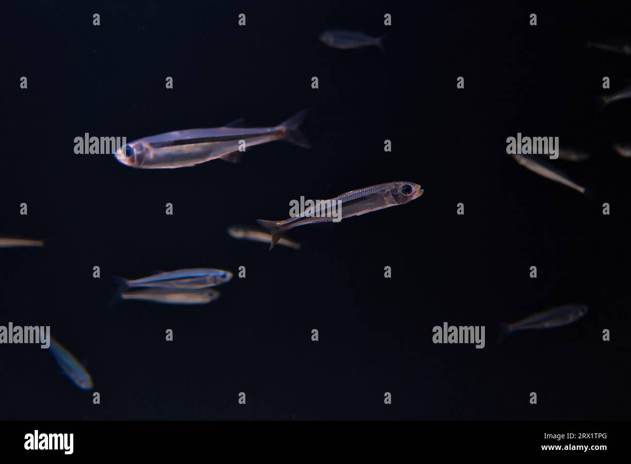 Paris aquarium, Hypoatherina tsurugae (cobaltcap silverside) fish in tank, black background Stock Photo