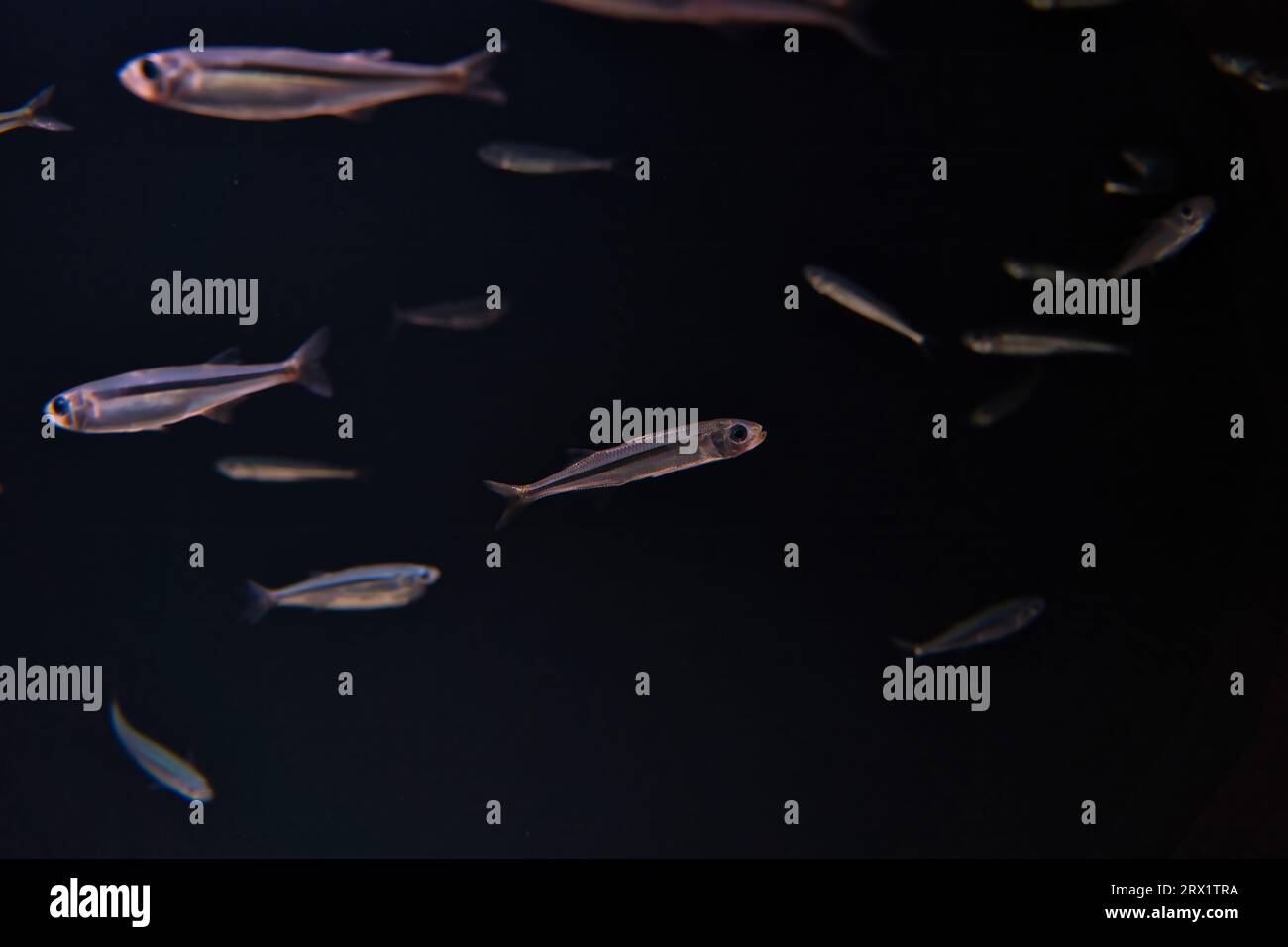 Paris aquarium, Hypoatherina tsurugae (cobaltcap silverside) fish in tank, black background Stock Photo