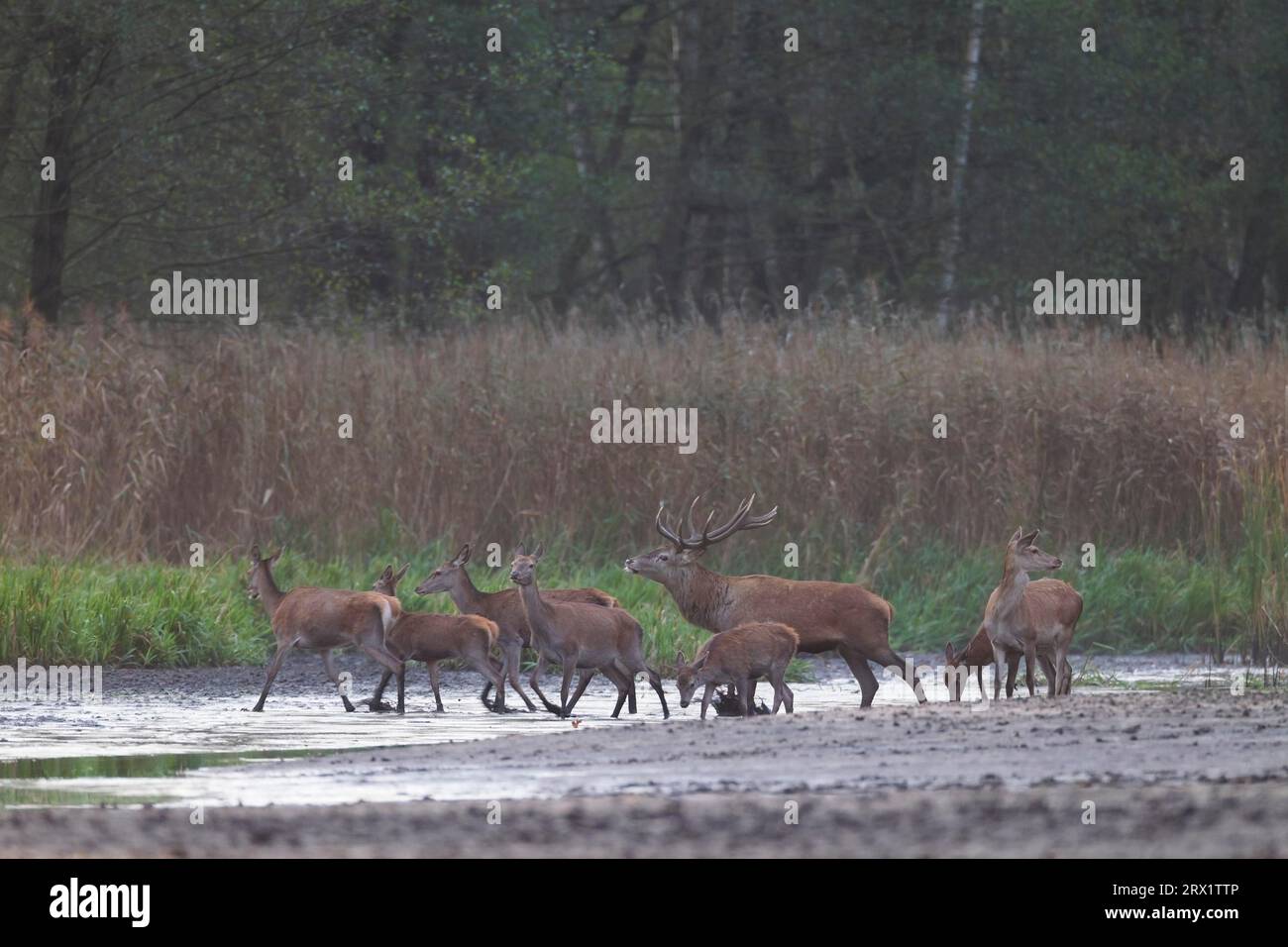Red deer (Cervus elaphus), in the rut only mature, strong and healthy ...