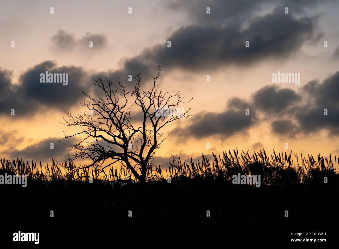 A tall tree stands silhouetted against a backdrop of clouds in the sky ...