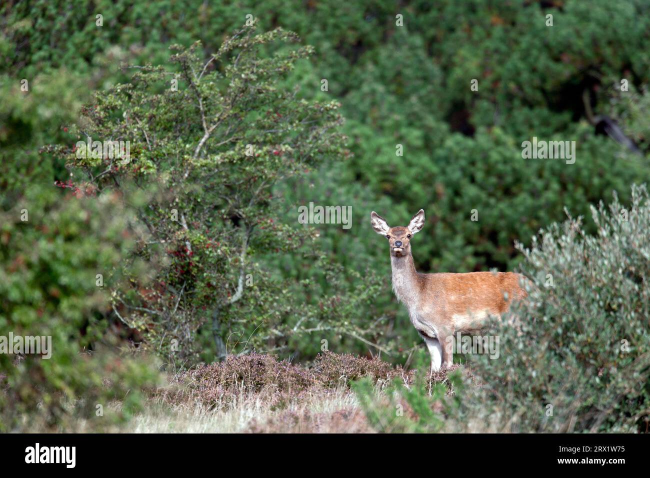 Red Deer (Cervus elaphus) the calves are born spotted (Photo red deer ...