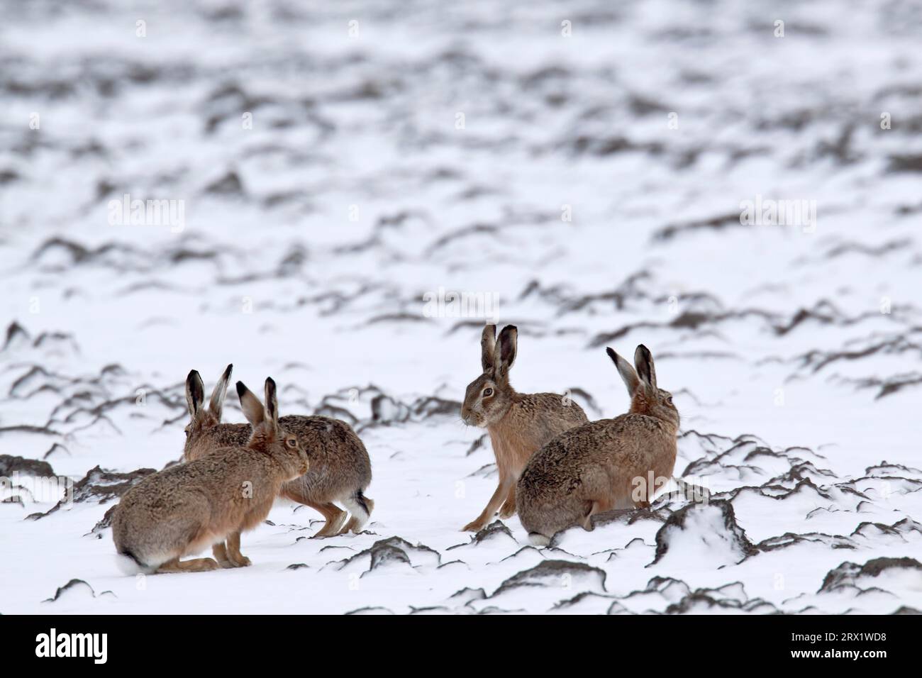 European Hare (Lepus europaeus), in some countries the species is on the Red List, they are considered threatened or even critically endangered Stock Photo