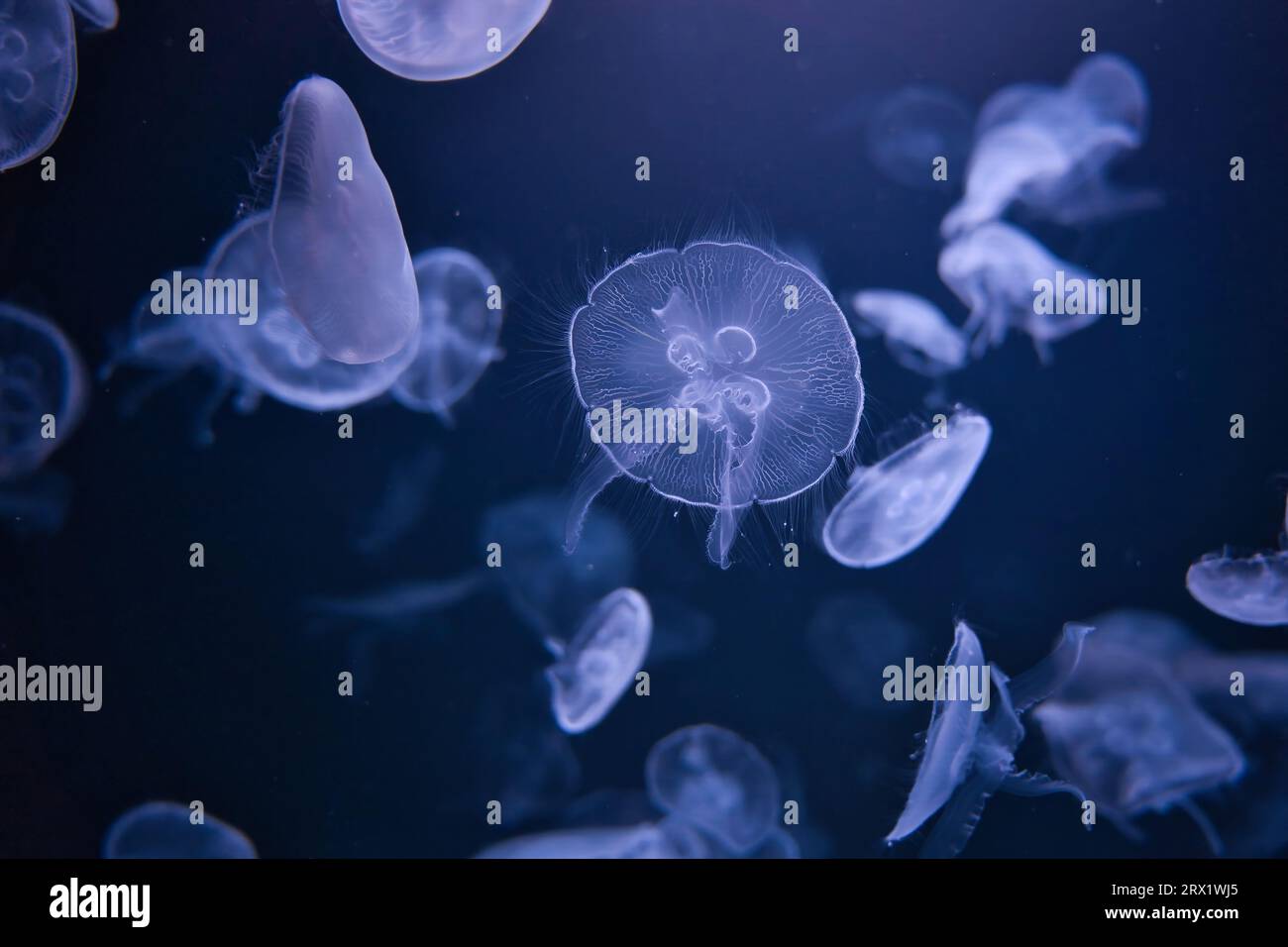 Paris aquarium, Moon jelly, Aurelia aurita is a species of the family