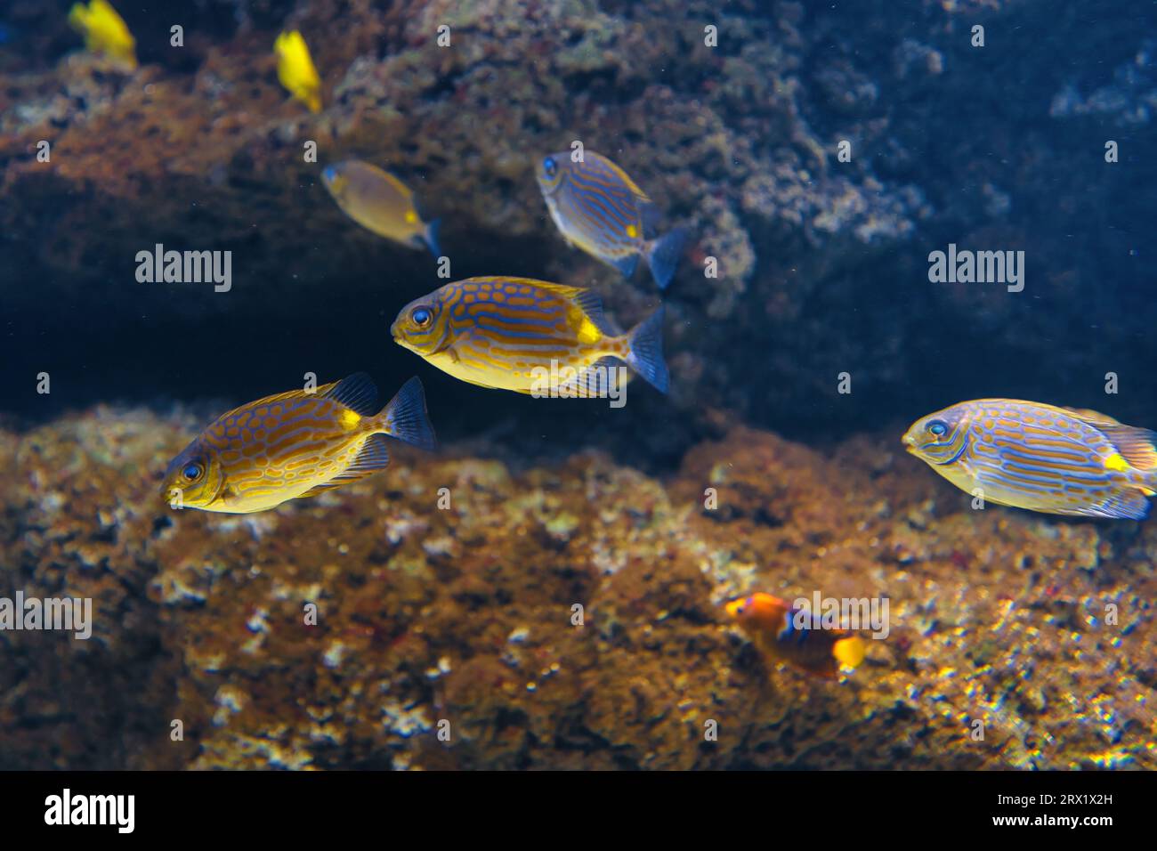 Paris aquarium, Rabbitfishes or spinefoots are perciform fishes in the family Siganidae. The 29 species are in a single genus, Siganus Stock Photo