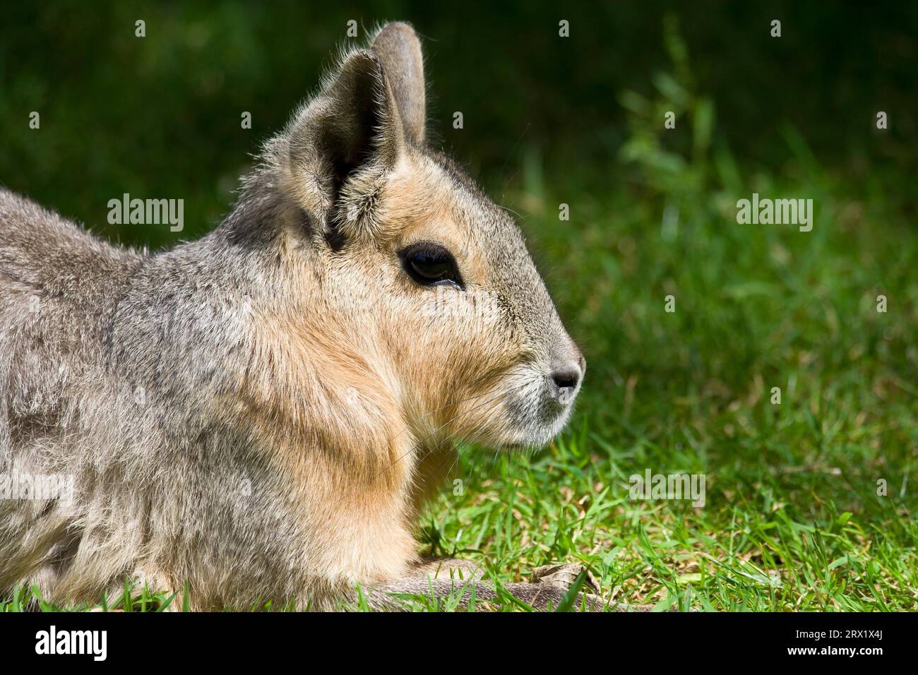 Patagonian Mara (Doilichotis patagonum) large relative of guinea pig on a green meadow, other common names: Patagonian cavy or Patagonian hare Stock Photo