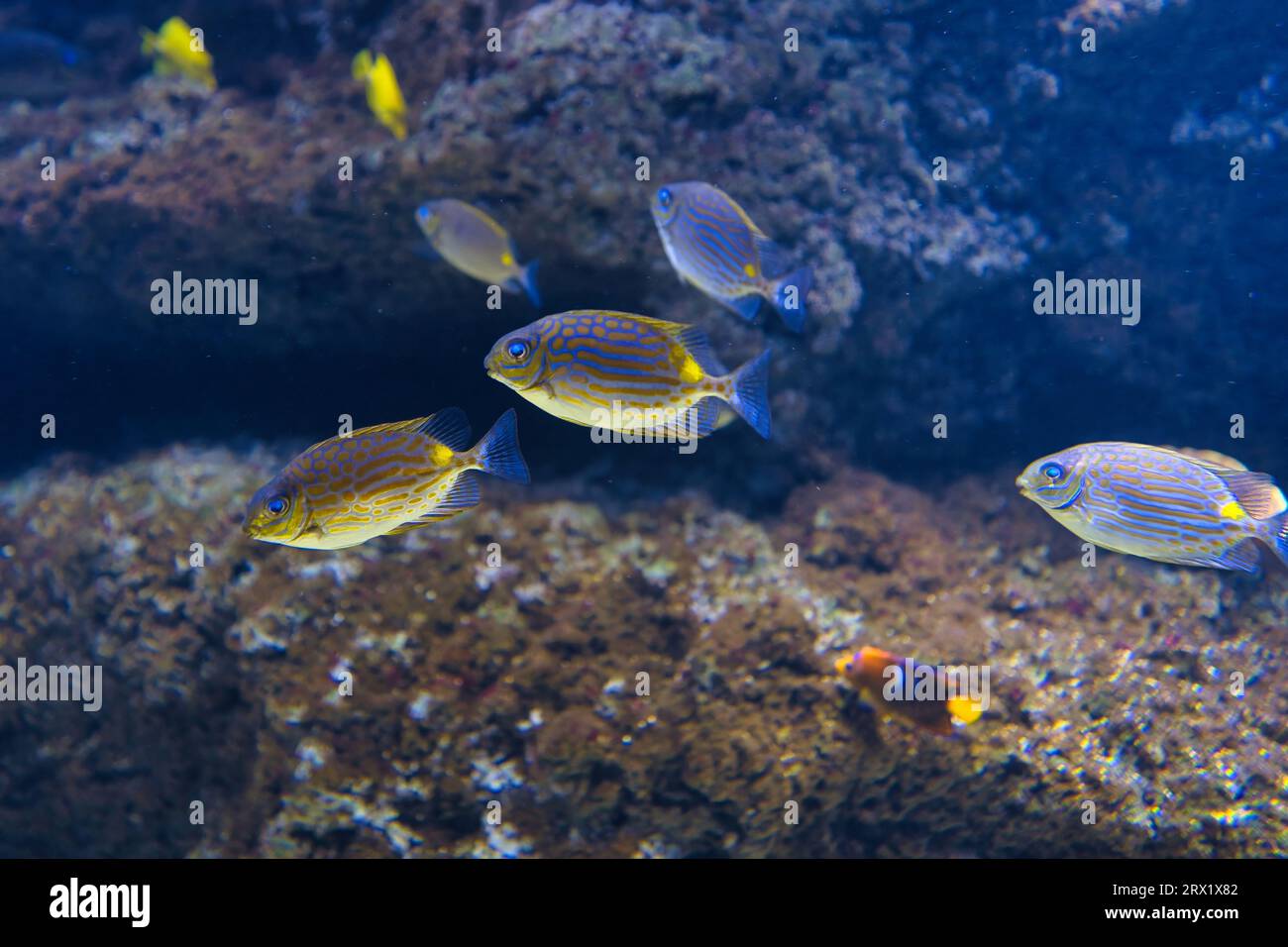 Paris aquarium, Rabbitfishes or spinefoots are perciform fishes in the family Siganidae. The 29 species are in a single genus, Siganus Stock Photo