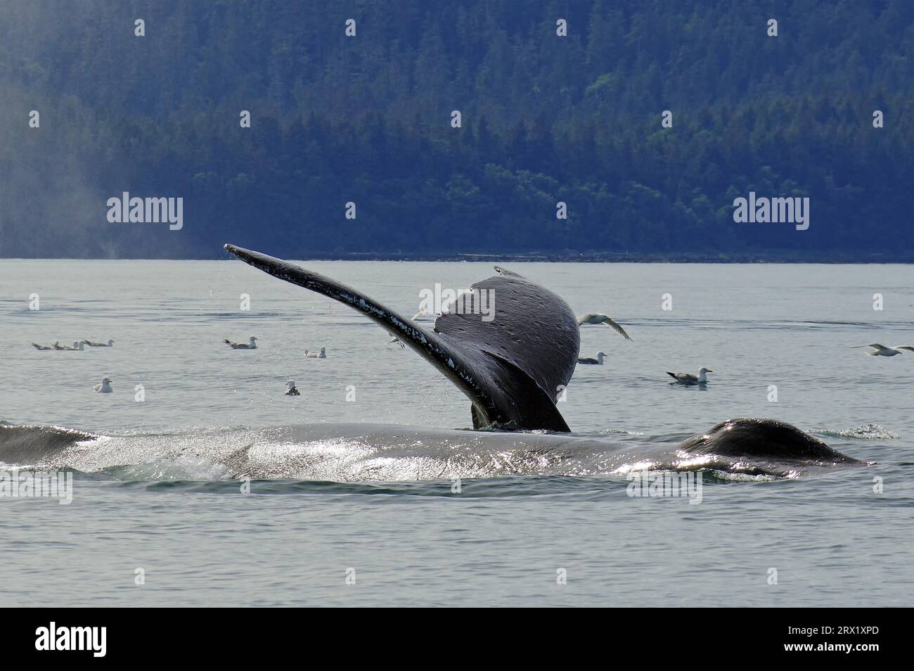 Humpback whale underwater alaska hi-res stock photography and images ...