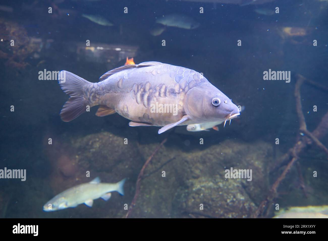 Paris Aquarium, The Eurasian carp or European carp, widely known as the common carp, is a widespread freshwater fish of eutrophic waters in lakes Stock Photo